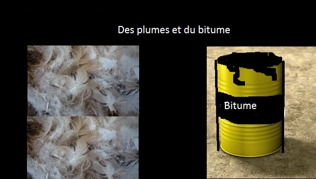 Des plumes et du Bitume